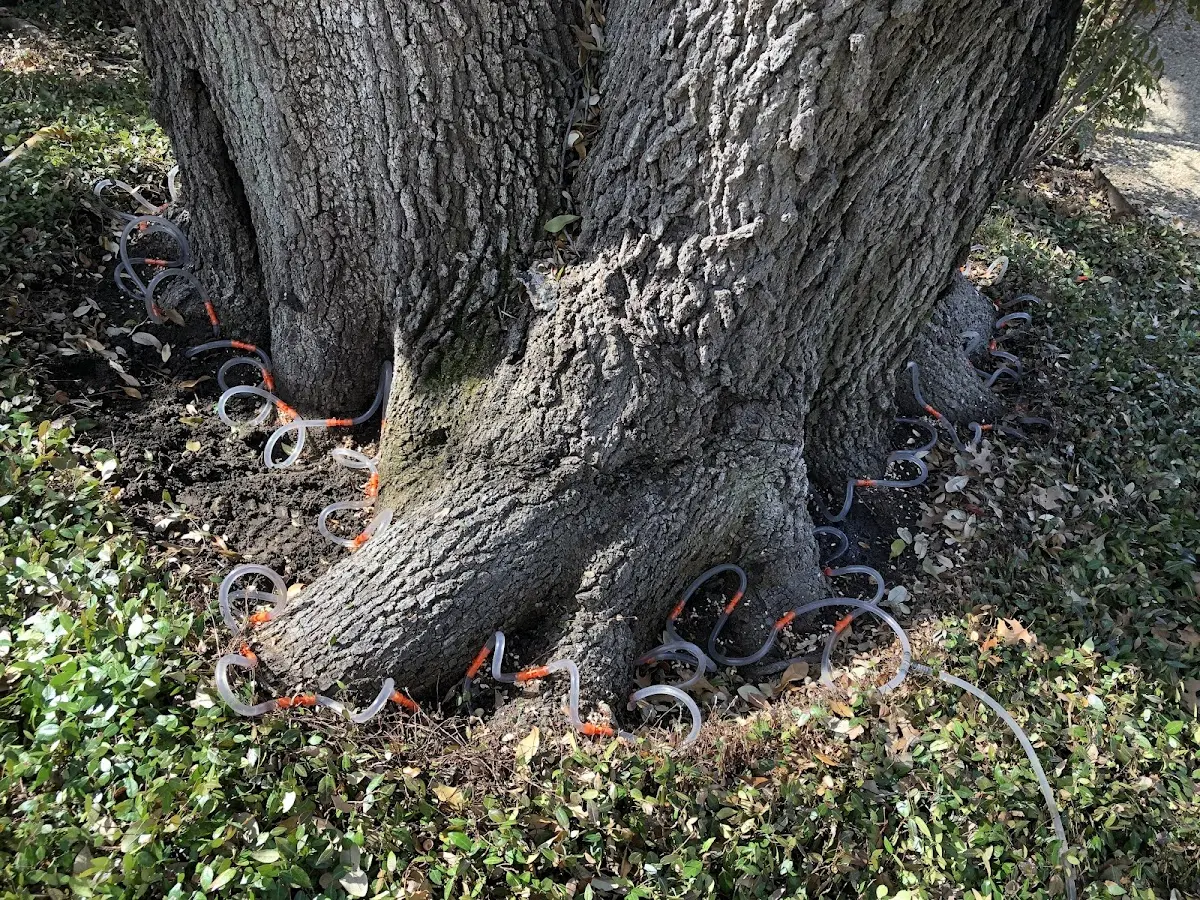 Detailed Tree Cabling and Bracing job site in Woodburn